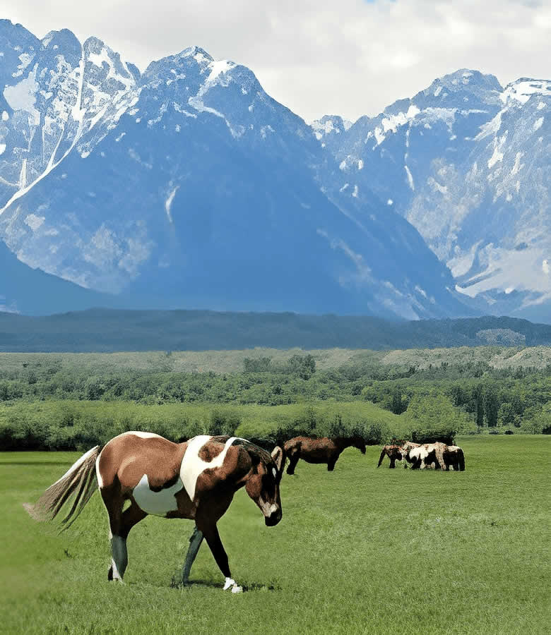 Horses in Field Therapist